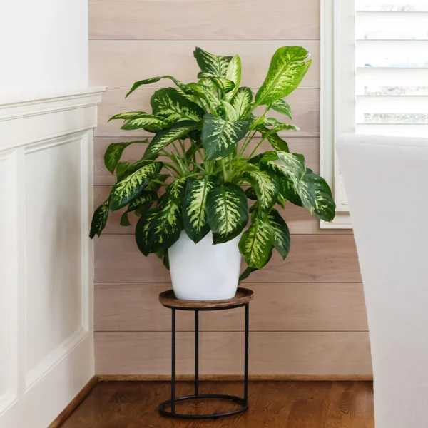 Dieffenbachia Tropic Snow