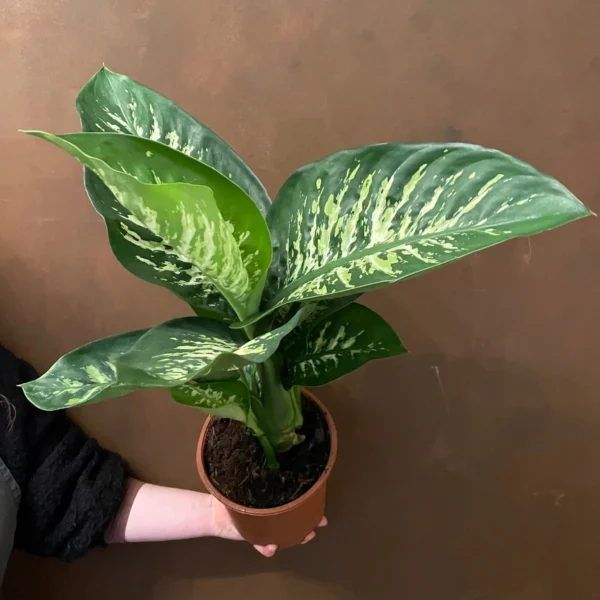 Dieffenbachia Tropic Snow