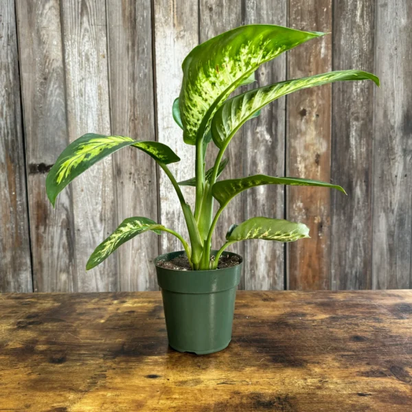 Dieffenbachia Tropic Snow