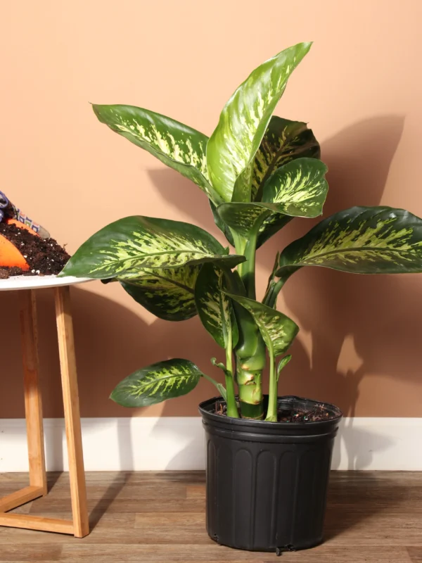 Dieffenbachia Tropic Snow