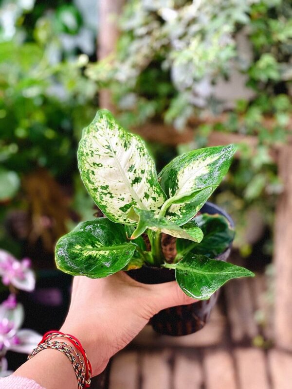 Dieffenbachia Tropic Snow