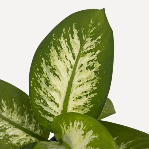 Dieffenbachia Tropic Snow