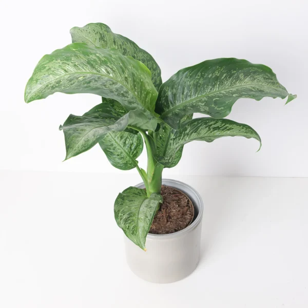 Dieffenbachia Memoria Corsii