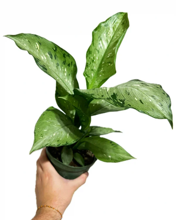Dieffenbachia Memoria Corsii