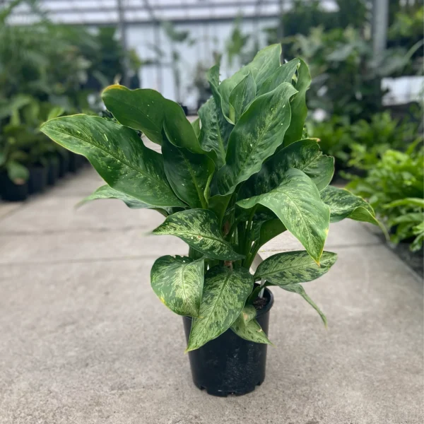 Dieffenbachia Memoria Corsii