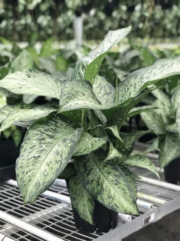 Dieffenbachia Memoria Corsii
