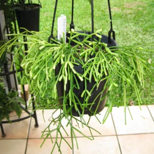 Rhipsalis clavata