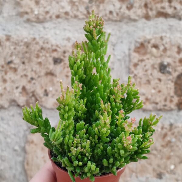 Rhipsalis Mesembryanthemoides