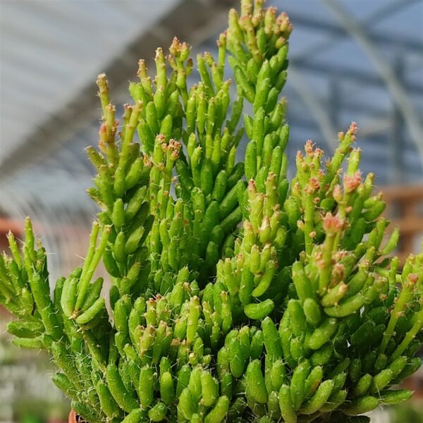 Rhipsalis Mesembryanthemoides