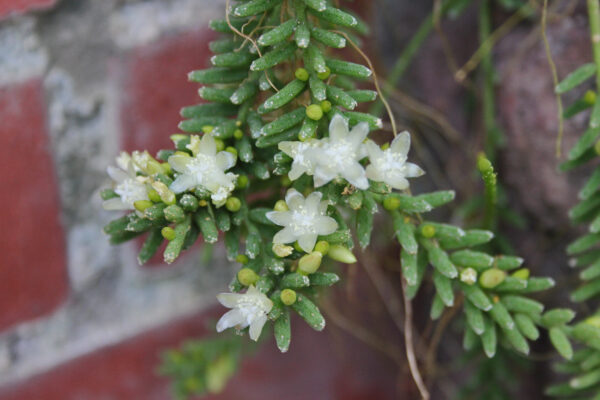 Rhipsalis Mesembryanthemoides
