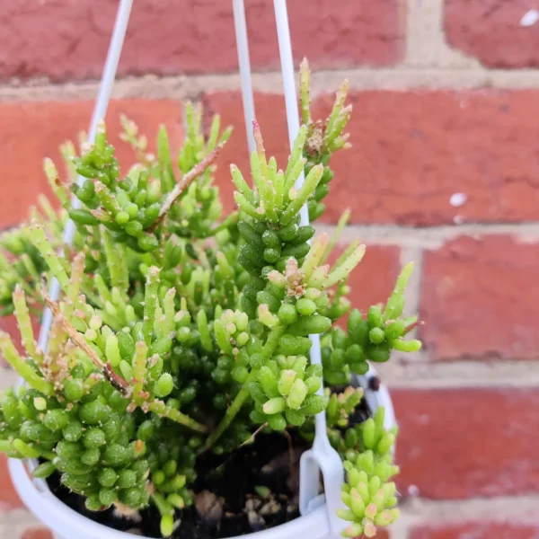 Rhipsalis Mesembryanthemoides