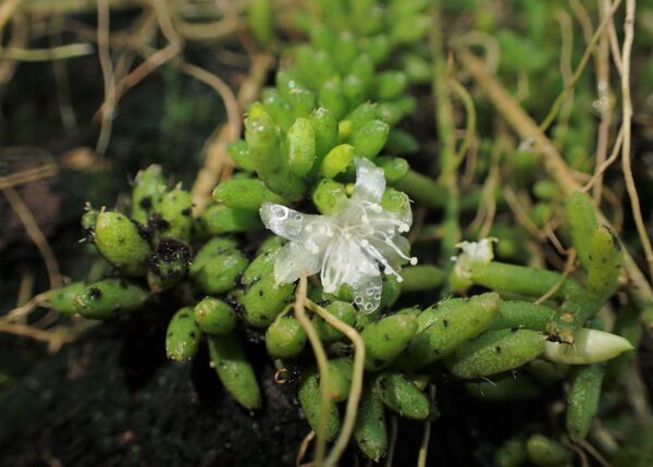 Rhipsalis Mesembryanthemoides