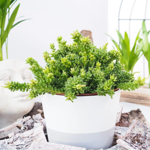 Rhipsalis Mesembryanthemoides