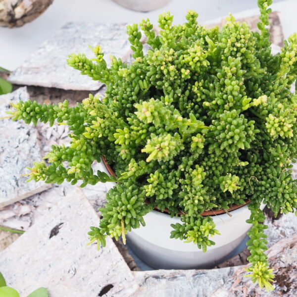 Rhipsalis Mesembryanthemoides