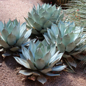 龙舌兰 (Agave Colorata)