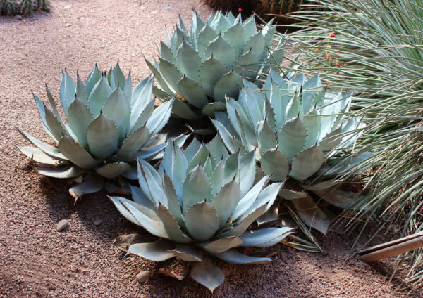 Agave Colorata (Ash Agave)