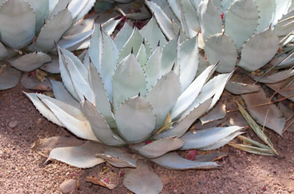 Agave Colorata (Ash Agave)