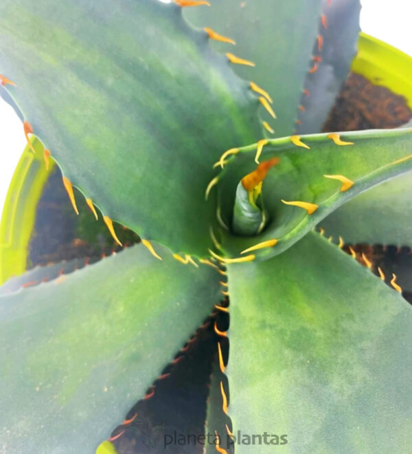 Agave Colorata (Ash Agave)