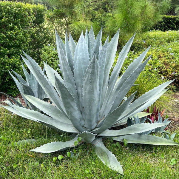 Agave americana (Century Plant, Dứa Mỹ)