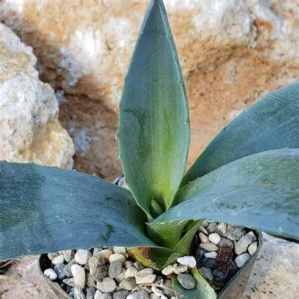 Agave americana (Century Plant, Dứa Mỹ)