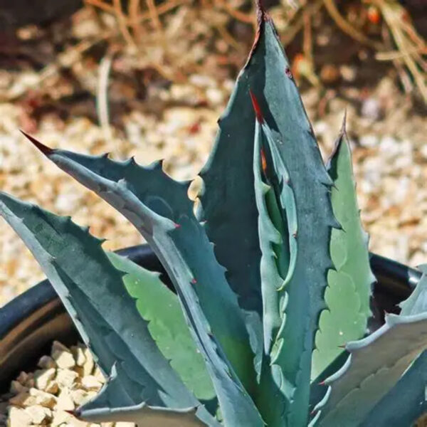 Agave americana (Century Plant, Dứa Mỹ)