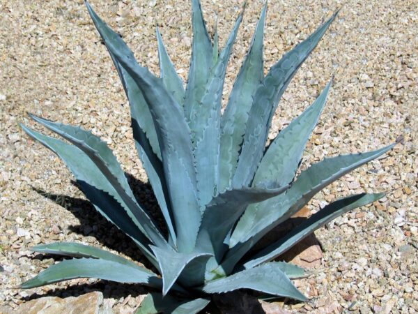 Agave americana (Century Plant, Dứa Mỹ)