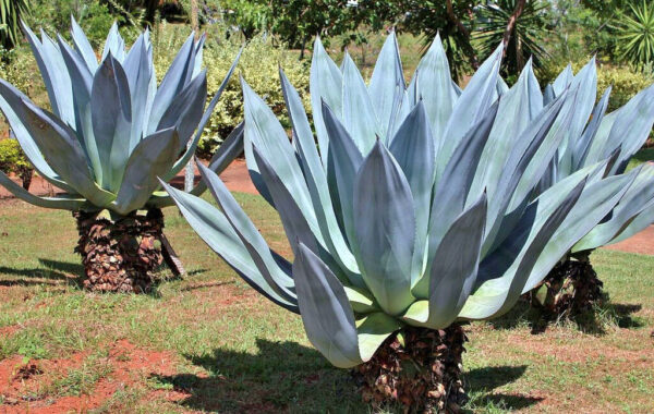 Agave americana (Century Plant, Dứa Mỹ)