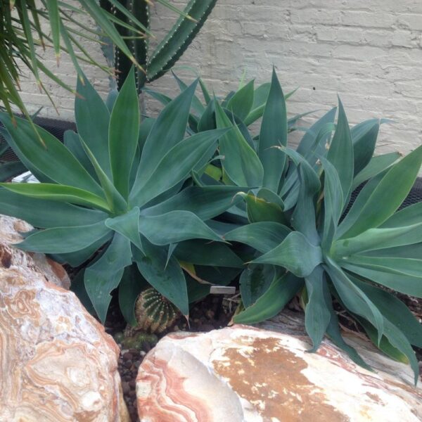 Agave Attenuata
