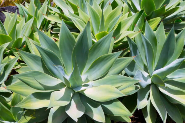 Agave Attenuata