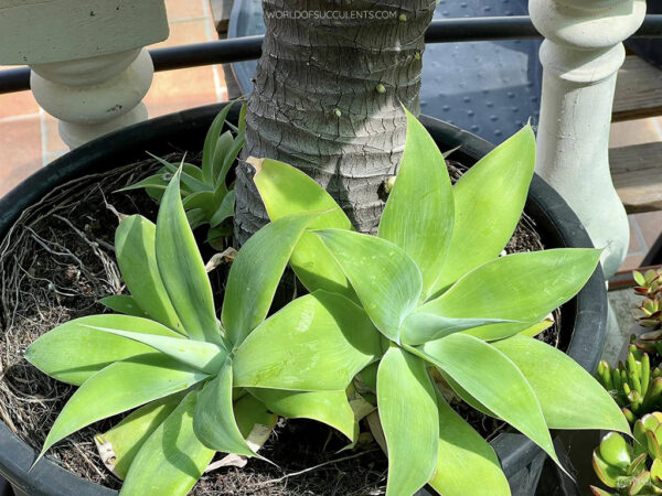 Agave Attenuata