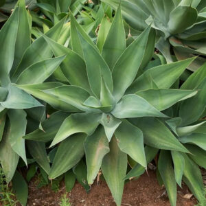 Agave Attenuata