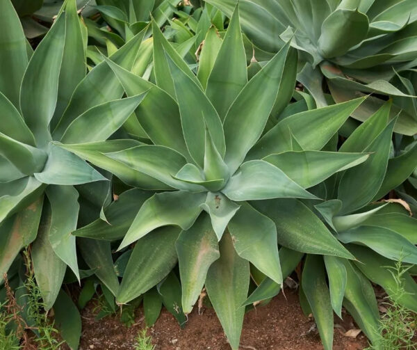 Agave Attenuata