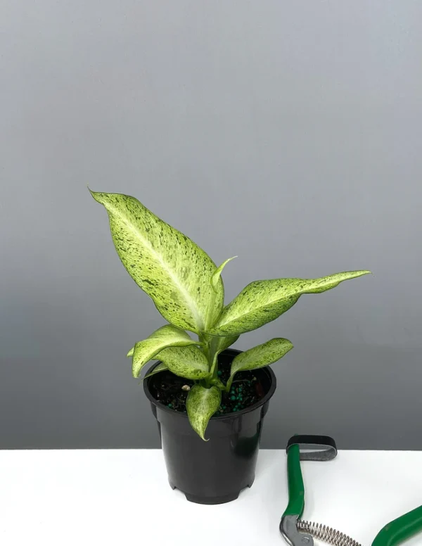 ลายพราง Dieffenbachia (Dieffenbachia Camouflage)