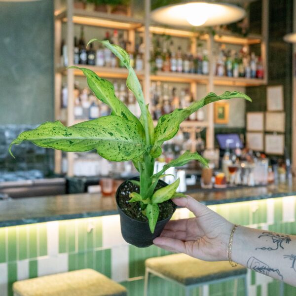 ลายพราง Dieffenbachia (Dieffenbachia Camouflage)
