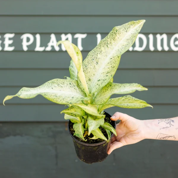 ลายพราง Dieffenbachia (Dieffenbachia Camouflage)