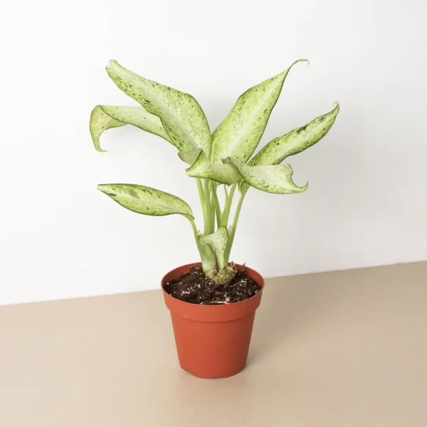 ลายพราง Dieffenbachia (Dieffenbachia Camouflage)