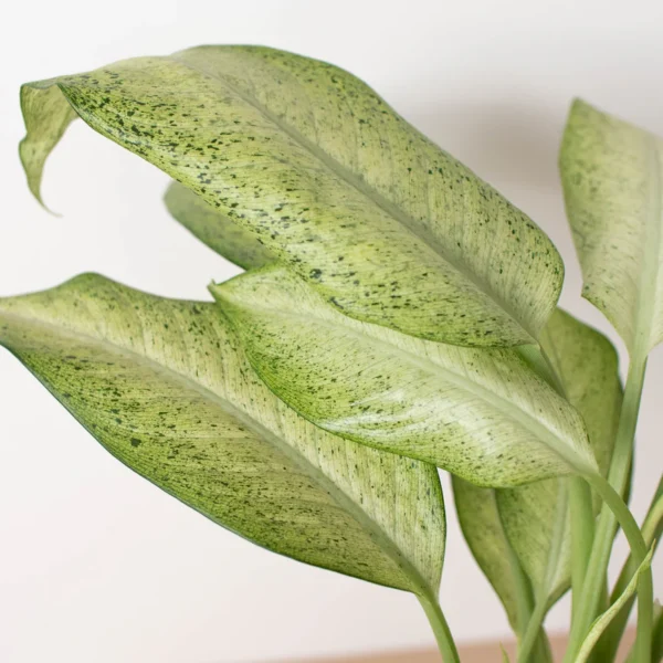 ลายพราง Dieffenbachia (Dieffenbachia Camouflage)