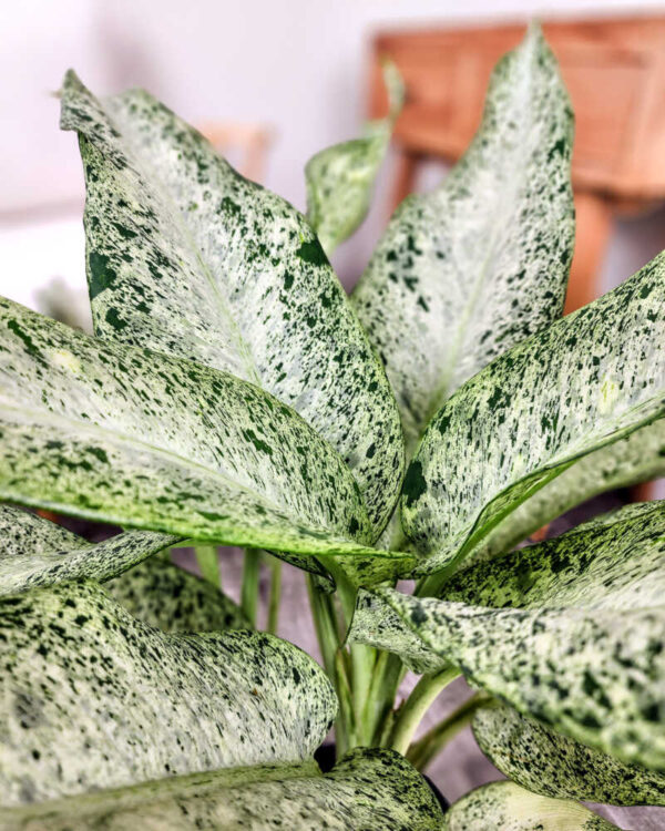 ลายพราง Dieffenbachia (Dieffenbachia Camouflage)