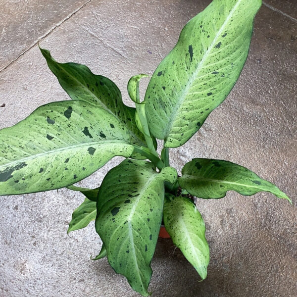 ลายพราง Dieffenbachia (Dieffenbachia Camouflage)