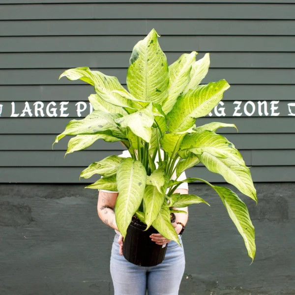 ลายพราง Dieffenbachia (Dieffenbachia Camouflage)