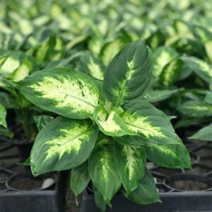 Dieffenbachia Carina