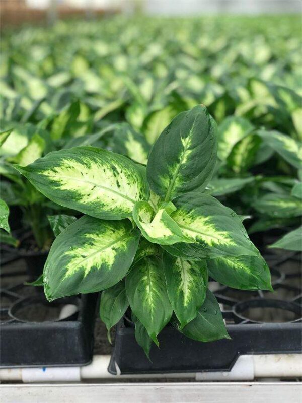 Dieffenbachia Carina