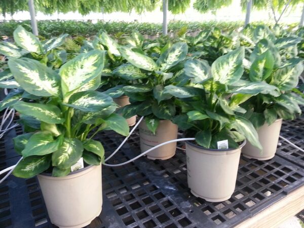 Dieffenbachia Carina