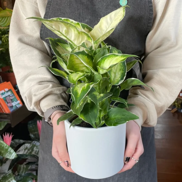 Vạn Niên Thanh Cool Beauty (Dieffenbachia Cool Beauty)
