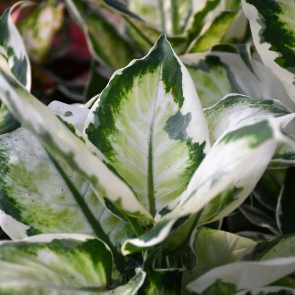 Vạn Niên Thanh Cool Beauty (Dieffenbachia Cool Beauty)