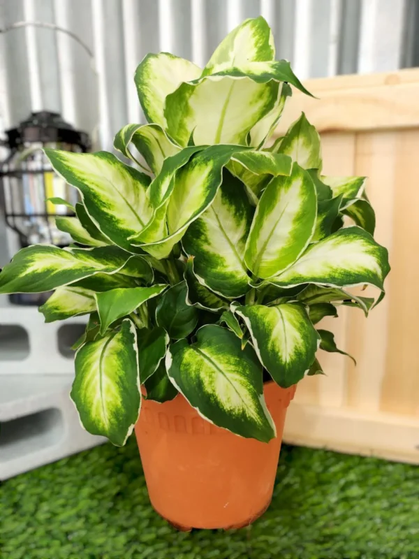 Vạn Niên Thanh Cool Beauty (Dieffenbachia Cool Beauty)