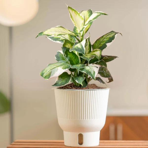 Vạn Niên Thanh Cool Beauty (Dieffenbachia Cool Beauty)