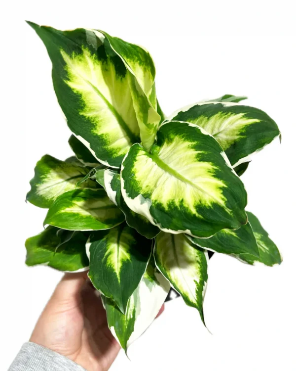 Vạn Niên Thanh Cool Beauty (Dieffenbachia Cool Beauty)