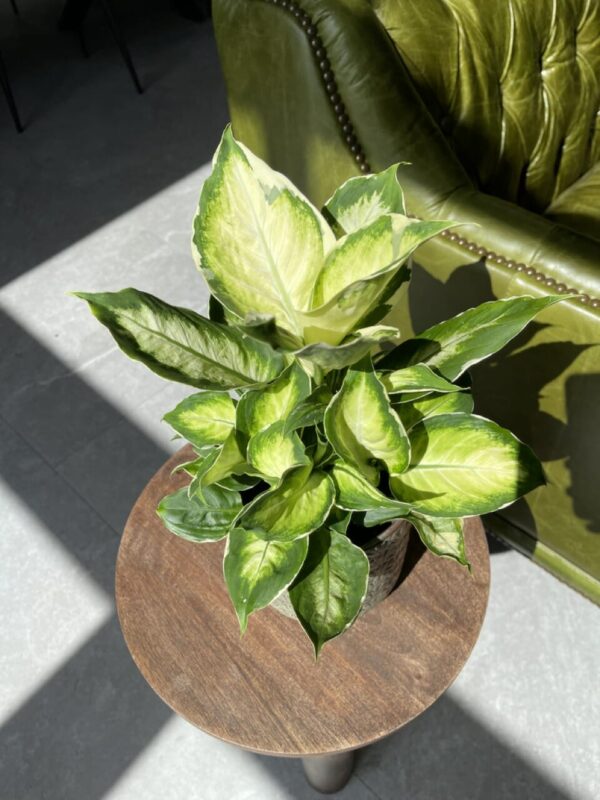 Vạn Niên Thanh Cool Beauty (Dieffenbachia Cool Beauty)