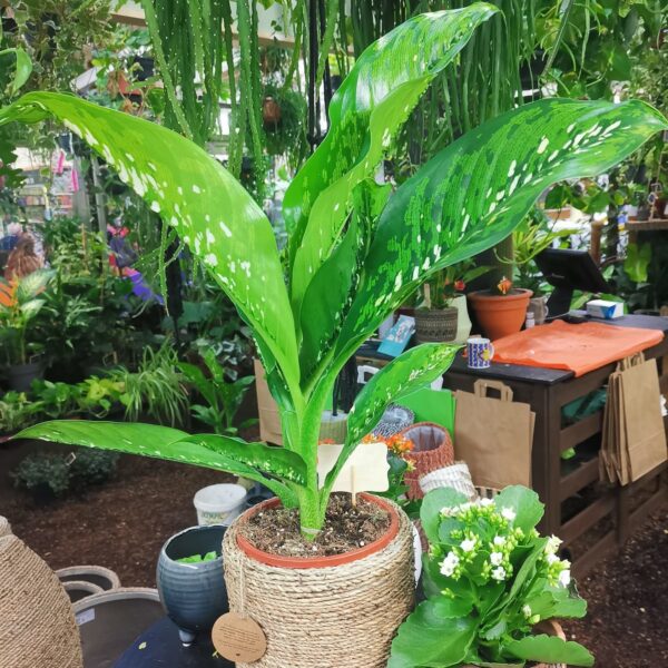 Dieffenbachia Crocodile